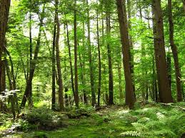 FAUT-IL UN PERMIS D’URBANISME POUR ABATTRE DES ARBRES  EN RÉGION WALLONNE ?